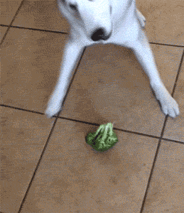 broccoli-dog-tumblr-size.gif