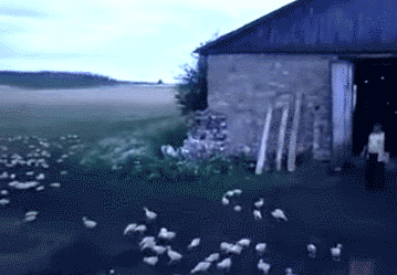 duck-army-2780.gif